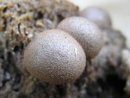 Attēlu rezultāti vaicājumam “Lycogala confusum macro”