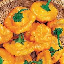 Afbeeldingsresultaat voor yellow mushroom hot pepper