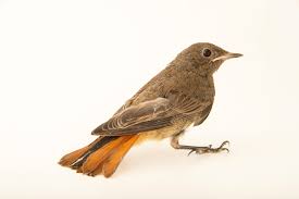 Attēlu rezultāti vaicājumam “Phoenicurus ochruros”