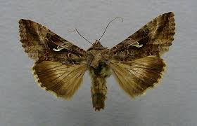 Attēlu rezultāti vaicājumam “Autographa gamma”
