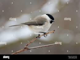 Attēlu rezultāti vaicājumam “Poecile palustris”