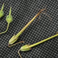 Attēlu rezultāti vaicājumam “Erodium cicutarium fruit”