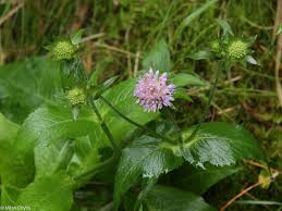 Image result for Knautia dipsacifolia