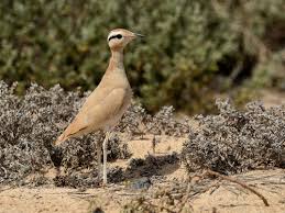 Image result for Cursorius cursor