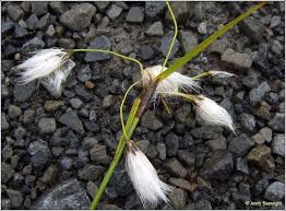 Attēlu rezultāti vaicājumam “Eriophorum latifolium flower”