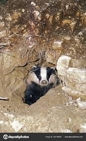 Attēlu rezultāti vaicājumam “Meles meles adult”