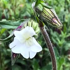Attēlu rezultāti vaicājumam “Silene latifolia subsp. alba flower”