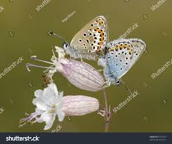 Attēlu rezultāti vaicājumam “Plebejus argus female”