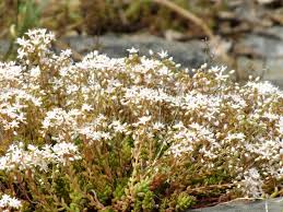 Attēlu rezultāti vaicājumam “Sedum album flower”