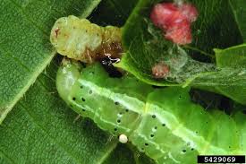 Attēlu rezultāti vaicājumam “Cosmia trapezina”