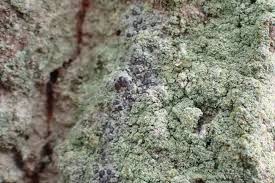 Attēlu rezultāti vaicājumam “Lecidella elaeochroma”