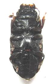 Attēlu rezultāti vaicājumam “Glischrochilus hortensis”