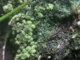 Attēlu rezultāti vaicājumam “Trapeliopsis flexuosa”