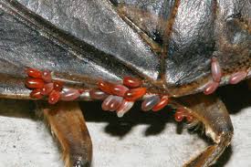 Attēlu rezultāti vaicājumam “Hydrachna”