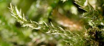 Attēlu rezultāti vaicājumam “Brachythecium”