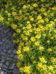 Attēlu rezultāti vaicājumam “Sedum aizoon”