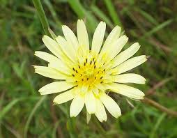 Image result for Tragopogon pratensis