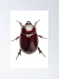 Attēlu rezultāti vaicājumam “Oryctes nasicornis”