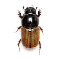 Attēlu rezultāti vaicājumam “Aphodius subterraneus imago”