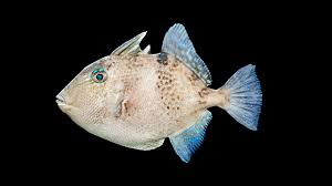 Image result for Balistes capriscus