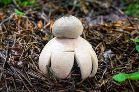 Attēlu rezultāti vaicājumam “Geastrum rufescens”