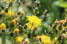 Attēlu rezultāti vaicājumam “Leontodon hispidus fruit”