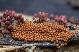 Attēlu rezultāti vaicājumam “Trichia, Hemitrichia sp.”