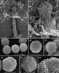 Attēlu rezultāti vaicājumam “Didymium annulisporum sessile”