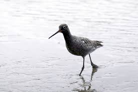 Image result for Tringa erythropus