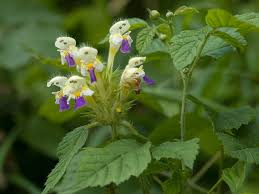 Attēlu rezultāti vaicājumam “Galeopsis speciosa”