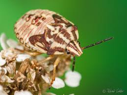 Attēlu rezultāti vaicājumam “Carpocoris sp.”