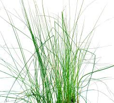 Attēlu rezultāti vaicājumam “Juncus balticus”