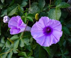 Image result for Ipomoea Lavender