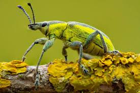 Attēlu rezultāti vaicājumam “Chlorophanus viridis”