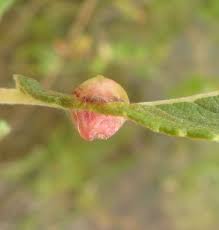 Attēlu rezultāti vaicājumam “Rabdophaga salicis”