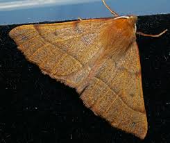 Attēlu rezultāti vaicājumam “Colotois pennaria”