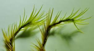 Attēlu rezultāti vaicājumam “Dicranodontium denudatum”