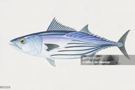 Image result for Katsuwonus pelamis