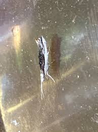 Attēlu rezultāti vaicājumam “Ypsolopha scabrella”