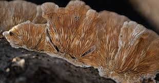 Attēlu rezultāti vaicājumam “Lamproderma nigrescens spores”