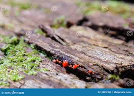 Attēlu rezultāti vaicājumam “Lycogala epidendrum aggr. plasmodium”