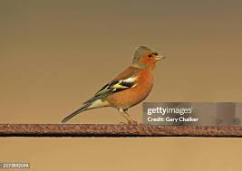 Attēlu rezultāti vaicājumam “Fringilla coelebs”