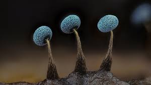 Attēlu rezultāti vaicājumam “Craterium leucocephalum macro”