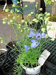 Image result for Consolida ajacis oder Consolida regalis