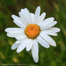 Attēlu rezultāti vaicājumam “Leucanthemum vulgare”