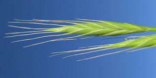 Attēlu rezultāti vaicājumam “Didymium bahiense stalked”