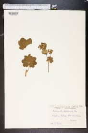 Attēlu rezultāti vaicājumam “Alchemilla subcrenata”