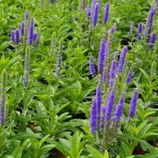 Attēlu rezultāti vaicājumam “Veronica spicata leaf”