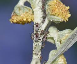 Attēlu rezultāti vaicājumam “Macrosiphoniella absinthii”