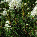 Attēlu rezultāti vaicājumam “Ledum palustre fruit”